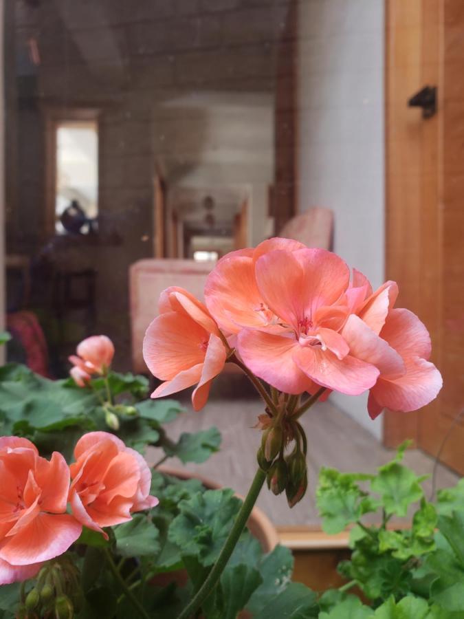 מלון San Cristóbal de Las Casas Casa Carmen מראה חיצוני תמונה